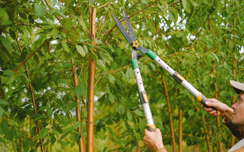 Tree trimming in American Fork, UT